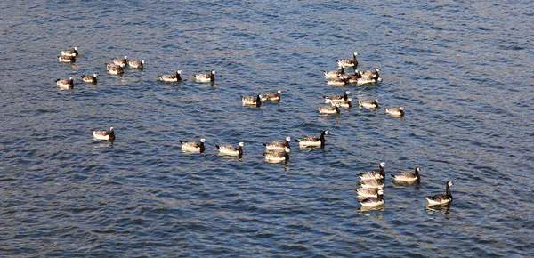 Велика Група Канадських Гусаків Плаває Воді Латинською Мовою Branta Canadensis — стокове фото