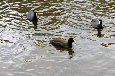 Üç ördek biraz beslenmek için yelken açtı.