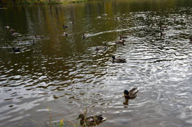 Bir ördek sürüsü İngiliz Peterhof Parkı 'ndaki bir gölette yüzüyor.