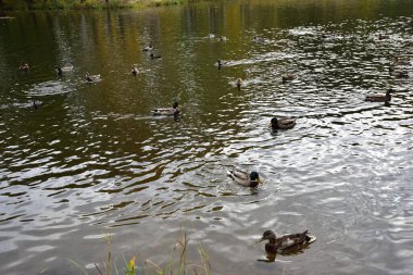 Dört yaban ördeği diğer ördekleri de yiyecek bulabilecekleri yerlerden uzak tutar..