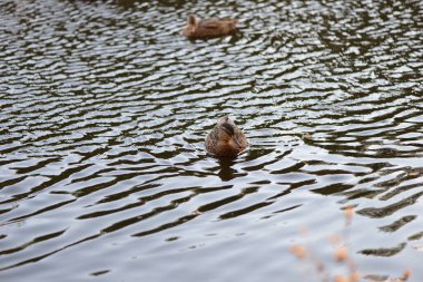 Sonbahar zamanı ve güzel bir ördek Peterhof 'un Alesandrian parkındaki gölün çelik renkli sularında yüzer.