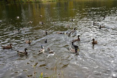 Peterhof. İngiliz Parkı 'ndaki gölet. Bir ördek sürüsü beslenmek için geldi, ama bazıları yiyecek için savaşmaya başladı.