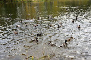 Peterhof. İngiliz Parkı 'ndaki gölet. Gölet sığ ve ördeklerin yiyecek araması için çok elverişlidir. Bir ördek bir parça ekmek kapıp kaçmayı başardı.