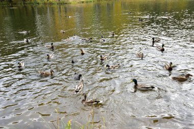 Peterhof. Yaz boyunca şişmanlayan ördekler işlerine bakarlar. İlgisi olan ördek, yaban ördeği Drake 'in davranışını gözlemler.