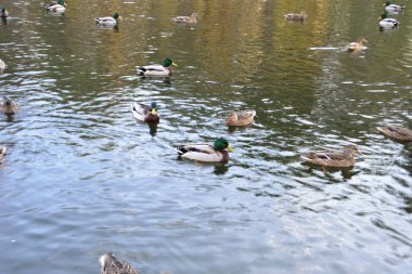 Alexandria Park Gölü. Tüm ördekler sessizce dinleniyor ve bu Drake, altı ördekle çevrili çok renkli bir kıyafetle en sakin olanı..