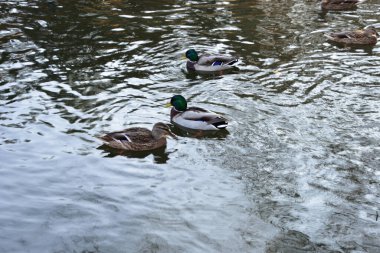 Tüylerin üzerindeki su damlacıklarından görülebileceği gibi, hızla yüzen drake az önce sudan çıktı..
