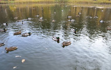 Gölün karşı tarafı sararmış bitki örtüsüyle kaplı. Ördekler sakince dinleniyor. Dişi ördek, Drake 'in dikkat çekmesine izin veriyor..