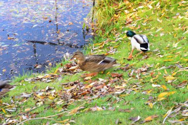 Dişi ördek bir parça ekmek aldı ve Drake 'ten kaçtı.