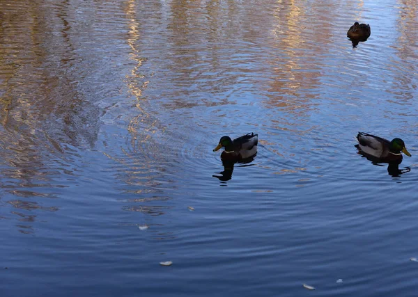 Piume Drake Ancora Goccioline Acqua — Foto Stock