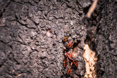 Yakından ateş böcekleri, Pyrrhocoris apterus