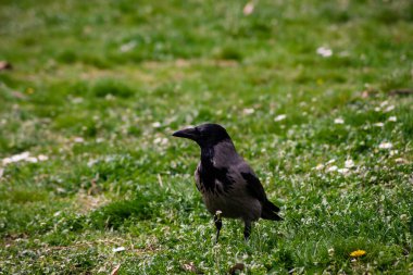 Büyük, siyah bir kuzgun kargasına yakın çekim