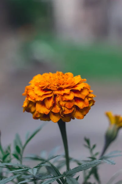 Detailní Záběr Mexickou Květinu Tagetes Marigold — Stock fotografie