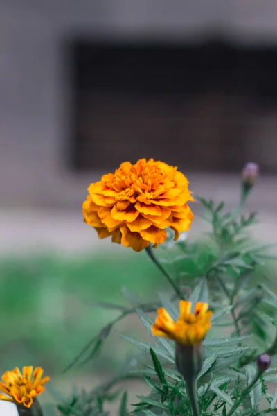 Closeup Flor Calêndula Mexicana Tagetes Calêndula — Fotografia de Stock