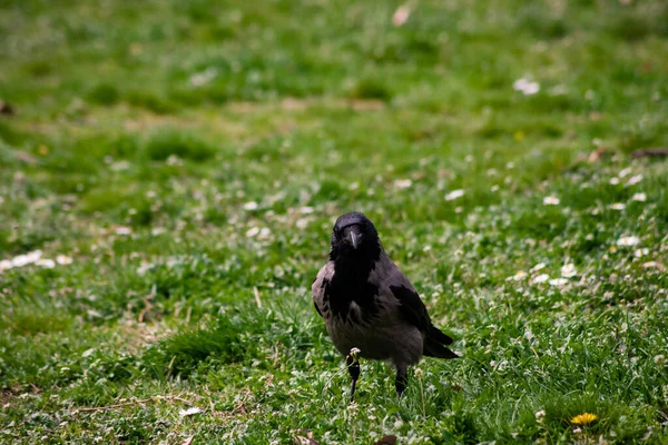 Closeup One Large Black Raven Crow — Stock Photo, Image
