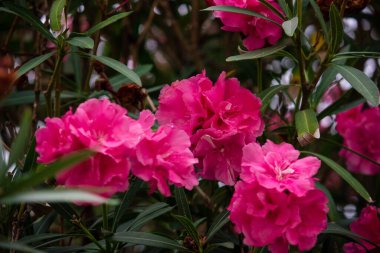 Pembe çiçekli zakkum veya neryum 