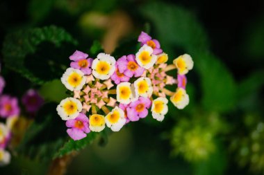 Batı Hindistan lantanı (yaygın lantana))