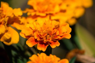 Tagetes patula çiçeklerini kapat