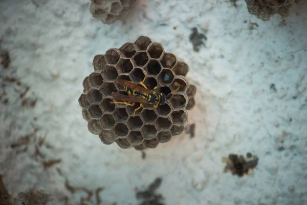 Wespenzwerm Hun Papieren Nest — Stockfoto