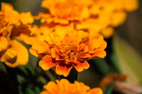 Close Flores Tagetes Patula — Fotografia de Stock