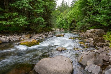 Oregon 'da somon nehri akıyor
