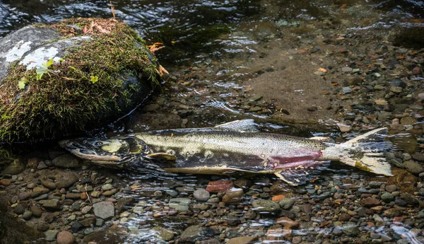 Dead Chinook Salmon after spawning in Oregon