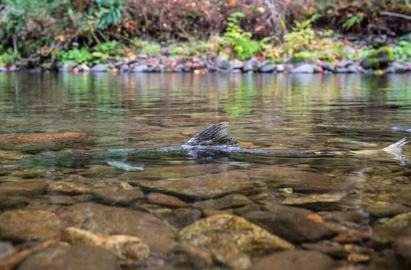 Frai Saumon Dans Cours Eau Oregon — Photo