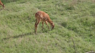 Kırmızı çizgili yavru bir antilop çayırda otlar ve otlar yer.