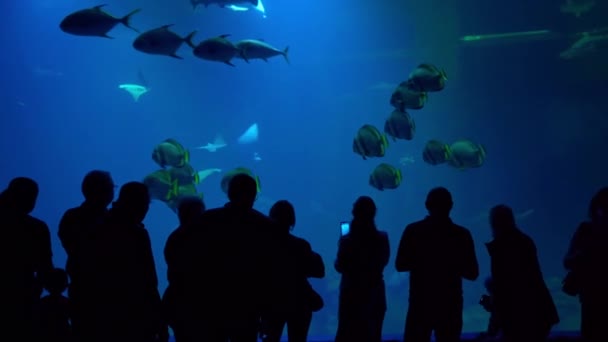 Велика група людей в океанаріумі спостерігає за рибою, променями та акулами. — стокове відео