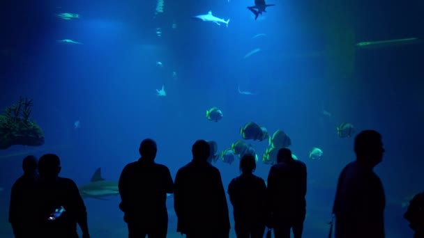 在水族馆里的游客们用智能手机拍摄成群的鱼、鱼和鲨鱼 — 图库视频影像
