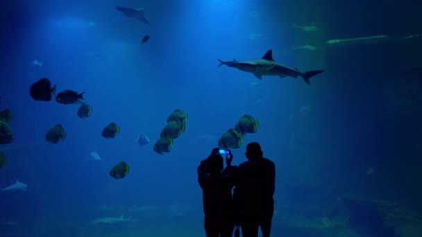 Egy férfi és egy nő az oceanáriumban okostelefonnal készítenek képeket cápákról.. — Stock videók