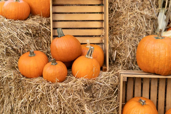 Las Calabazas Desplumadas Encuentran Fardos Paja Cerca Una Caja Agrícola —  Fotos de Stock