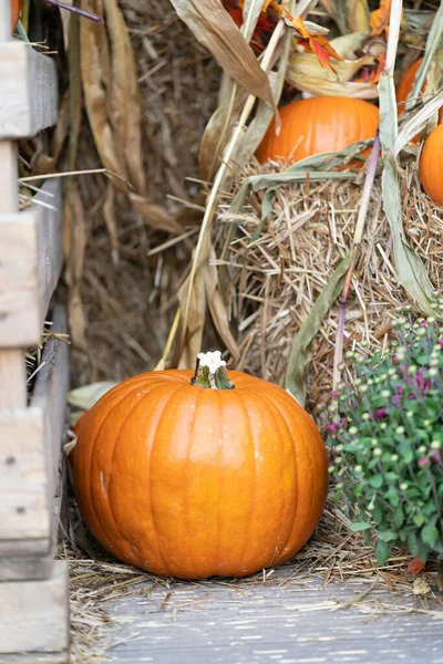 Una Gran Calabaza Entre Fardos Paja Una Caja Agrícola Tablón —  Fotos de Stock