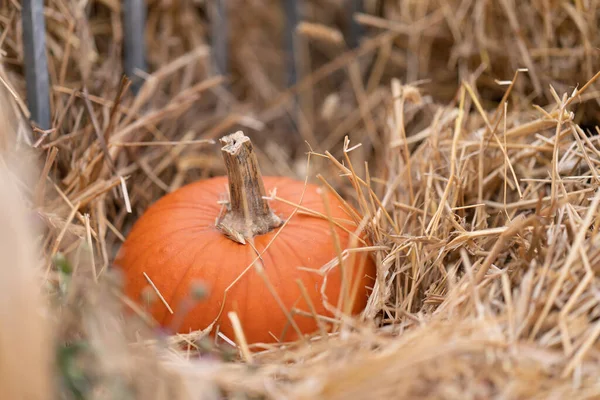 Una Pequeña Calabaza Naranja Para Halloween Está Acostada Sobre Una —  Fotos de Stock