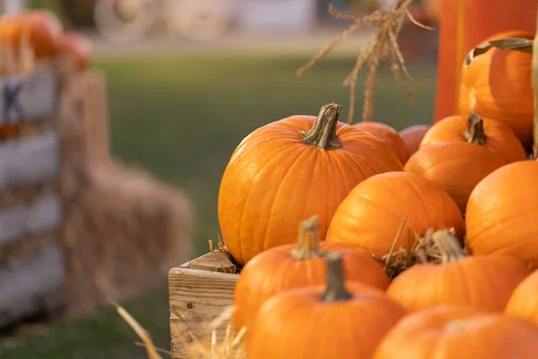 Calabazas Desplumadas Una Caja Agrícola Tablón Madera Para Almacenar Cosecha —  Fotos de Stock