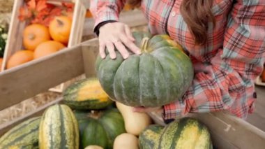 Bir kadın, hasadı taşımak ve satmak için tahtalardan yapılmış büyük bir tahta kutuda çeşitli türde balkabağı seçiyor. Cadılar Bayramından önce sonbahar sebze toplama sezonu.