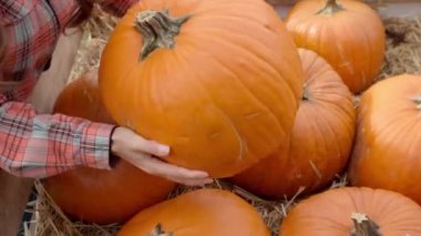 Panayırdaki genç bir kadın hasadı taşımak ve satmak için tahtalardan yapılmış büyük bir tahta kutuda balkabağı seçiyor. Cadılar Bayramından önce sonbahar sebze toplama sezonu