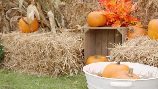 Mladá Zemědělkyně Sbírá Podzim Před Halloweenem Bohatou Sklizeň Dýní Pozadí — Stock video