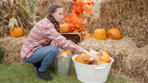 若い農家の女性は 10月にハロウィーンの前に わらの俵と木製の板箱を背景に 秋に豊富なトウモロコシとカボチャの収穫を集めます 野菜狩りの季節 — ストック動画