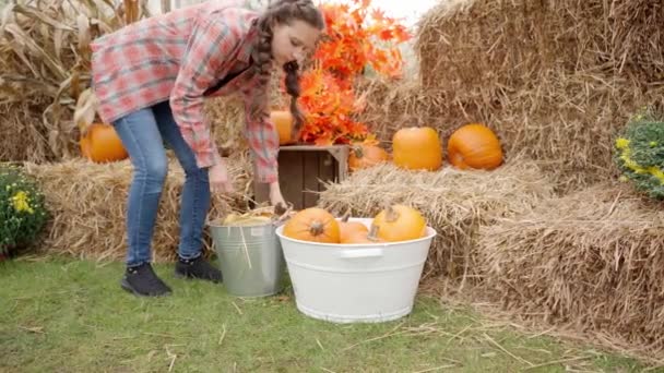 Молодая Фермерская Женщина Собирает Богатый Урожай Кукурузы Тыквы Осенью Октябре — стоковое видео