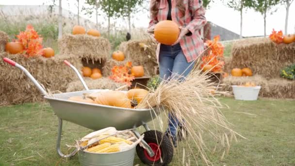 Female Farmer Loads Rich Harvest Corn Pumpkins Agricultural Cart Autumn — Stock Video