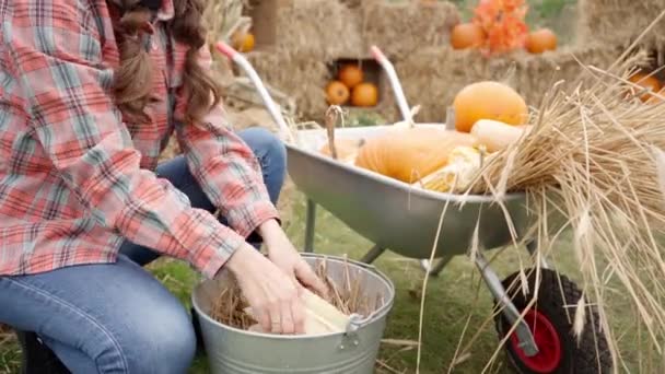女性の農家は 10月の秋に農業用カートからトウモロコシとカボチャの豊富な収穫をハロウィーン前にわらの俵を背景に展開します 野菜狩りの季節 — ストック動画