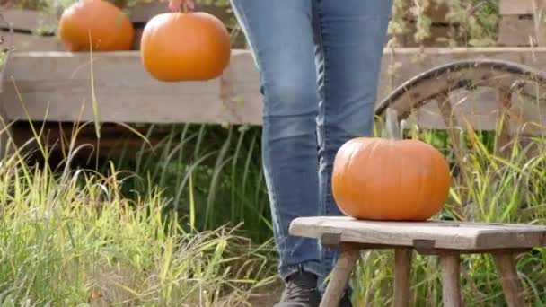 Une Jeune Agricultrice Décharge Manuellement Une Riche Récolte Citrouilles Une — Video