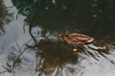 Sonbaharda yakın planda göletteki ördek. Sonbahar havası. Metin için boş alan
