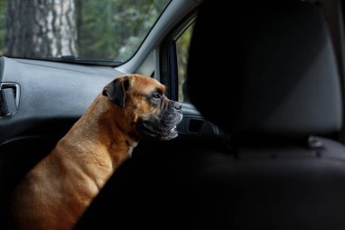 Kapalı bir arabada pencereden dışarı bakan bir köpek.