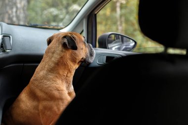 Arabadaki kırmızı köpek kapalı. Koruma. Metin için boş alan