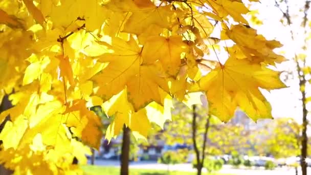 Hojas Amarillas Otoño Viento Hermoso Fondo Otoño — Vídeo de stock