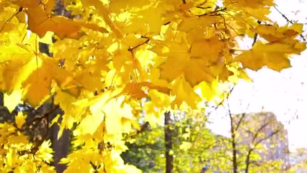 Sonbahar Sarısı Yaprakları Güneşli Bir Günde Yakın Planda Bir Ağaçta — Stok video
