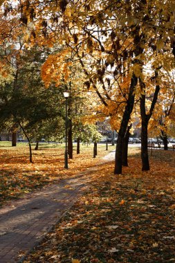 Sonbahar parkı Ekim 'de gün ışığında