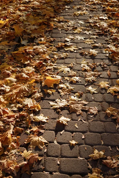 Pavés Dans Parc Ville Avec Des Feuilles Automne Gros Plan — Photo