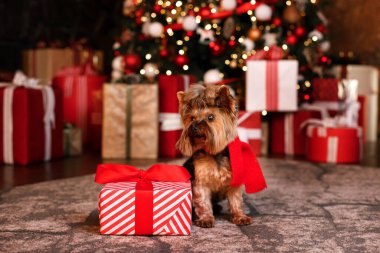 Güzel dekore edilmiş bir Noel ağacı ve hediyelere karşılık Yorkshire Teriyeri 'nin Noel hediyesi. Noel kartı.